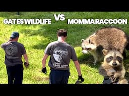 Momma Raccoon and her Six Baby Raccoons | Humane Removal From Balcony