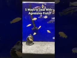 5 ways to deal with agressive fish. Especially African cichlids #aquarium #africancichlids