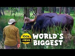 Safari with Word's Biggest Cattle - Pench Tiger Reserve - 4K Video Hindi | हिन्दी