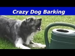 Crazy Dog Barking LOUD  BARKING  Prank Your Dog and Cats  #prankyourdog