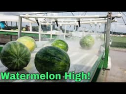 🍉100 MILLION Bees on a MEGA Melon Farm! 🍉