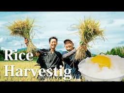 It's time to harvest! - Organic Rice Harvesting Festival │ Vlog (Part 3/3)