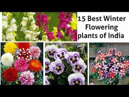 Hazaron Phool khilenge puri sardiyon me, Abhi ye 10 Flowering paudhe lagaiye | Top 10 Winter Flowers