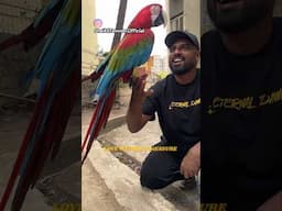 How Macaw loves you? | Macaw outdoor time | #ShaikhTanveer #ExoticBirds #ExoticBirds