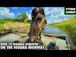 Catfish Makes a Comeback With 70+ Iguana Removal On The Iguana Highway