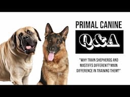 Q&A #6 : Why train shepherds and mastiffs different? Main difference in training them?