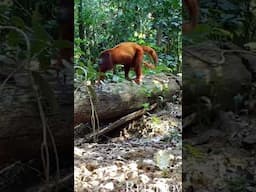 Red Trawler monkey| Amazon forest| #redtrawlermonkey #amazonforestfacts