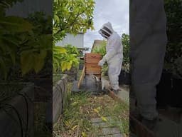 BeeHive Maintenance | Flow Hive and Traditional Hive.