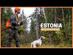 Woodcock Hunting in ESTONIA The REAL Paradise for bird hunting!