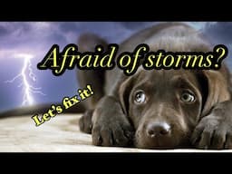 Desensitization for Dogs/Puppies: Storms 🌧️ Fireworks 💥