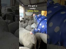 Can you tell them apart? #farmvlog #sheepfarming #farming