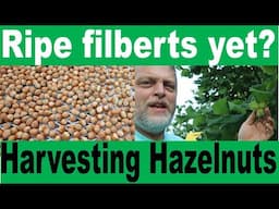 Harvesting Filberts or Hazelnuts - a tree nut full of flavor, nutrients, and beauty