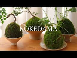 How to Make Kokedama | tutorial and care, live moss ball houseplant