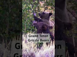 Grizzlies in Grand Teton #wyoming #bear #travel #wildlife #nationalparks #ytshorts #shorts #yt