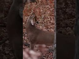 EPIC IOWA RUT BOWHUNT See full video!