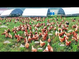 Chicken Mobile Housing System - Duck Slaughter & Processing Factory - Ostrich & Goat Farming Method