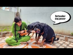 My dog's are trying to irritat anshu || the rott best video | funny dog video #dog #video #trending