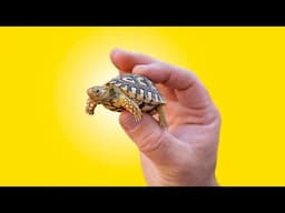 Baby Tortoise Winter Care! Crucial Info for Tortoise Keepers