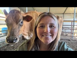 All About Nurse Cows