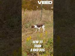 How To Train A Bird Dog #birddog #gundogtraining #dog #shorts #shortsvideo #shortsfeed #hunting