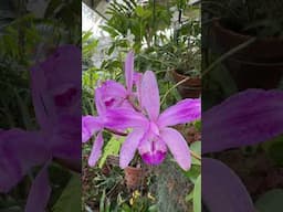 #shorts Cattleya in bloom!  #orchids #orchidgrowers #orchidcare