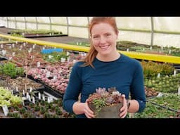 Sweetheart Succulent Set Planting & Arrangement | MCG Plant Along