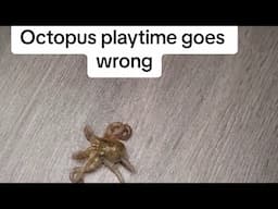 My pet octopus playtime routine didn’t go as planned