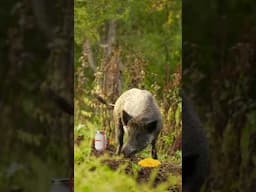 WILD HOGS vs TANNERITE!