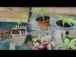 How To Propagate Hemp, How To Take Cuttings Of Hemp, Clone Cannabis In Water