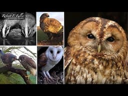 🔴 LIVE Tawny Owls🦉, Kestrels 🦅🥚 , Buzzards, Badgers🦡 & More | From Ash Wood, Yorkshire, UK