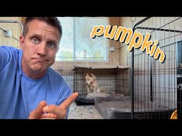 Will he come out of his crate?! 😳 Pumpkin Pupdate LIVE 🔴