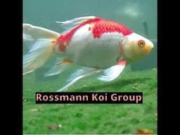 Louis Rossmann's 24/7 Koi fish pond stream