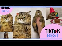 TikTok best -Chubby cat