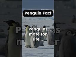 Penguin fact! #penguin #penguinfacts