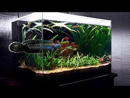 This Is What Happens If We Add Snakehead Fish To Planted Tank | 2nd Update Of Vermicompost Aquarium