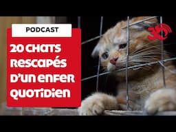 PODCAST - 20 chats rescapé d'un enfer quotidien