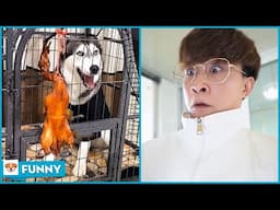 Challenges Mom drink toilet water and the ending - Dog Funny Moments 2021 V26 - Dogs funny video