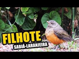 🔴 FILHOTE DE SABIÁ-LARANJEIRA CHAMANDO POR COMIDA ♫