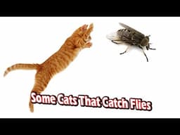 Some cats that catch flies