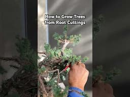 How to Grow Trees from Root Cuttings #gardening #plants #trees #bonsai #bonsaitree #shorts #tips