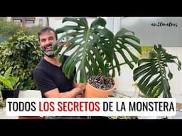 Todos los SECRETOS SOBRE #MONSTERA DELICIOSA: cuidados para monsteras, regar, abonar || en20metros