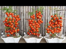 Growing Tomatoes In Pots, Saving Costs, No Garden Needed, High Yield!