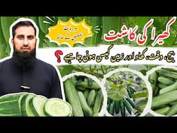 Cucumber farming کھیرے کی کاشت Most profitable crop and farming, step by step guide |IR FARM