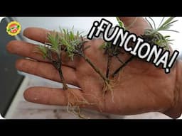 MILES DE LAVANDAS : Como reproducir Lavanda por esqueje 3 Métodos || La Huertina De Toni