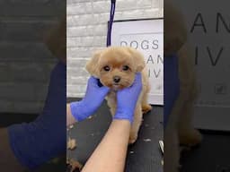 Maltipoo face grooming #puppy #dog #doggroomingforbeginners