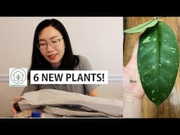 Wishlist Plants Unboxing! 6 Mind Blowing Imported Plants from Greenspaces.id