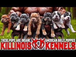 EXTREME American Bully Puppies for Sale from the WORLD FAMOUS Killinois Kennels!