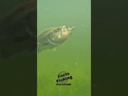 Largemouth Bass Eats a Berkley Nessie Glide Bait! #shorts