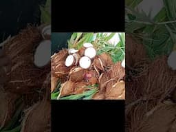 #viral Coconut Flower #thanga poo healthy rare food coconut embryo #shorts #youtubeshorts #trending