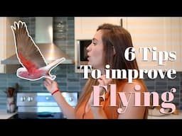 Get Your Bird To Fly Like A Pro | 6 Flying Tricks and Tips